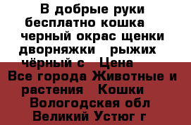 В добрые руки бесплатно,кошка,2.5черный окрас,щенки дворняжки,3 рыжих 1 чёрный,с › Цена ­ - - Все города Животные и растения » Кошки   . Вологодская обл.,Великий Устюг г.